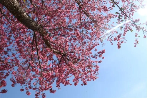 微信图片_20181120154718 微信图片_20181120154718