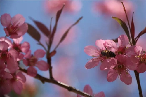 微信图片_20181120154721 微信图片_20181120154721