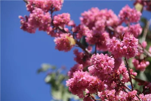 微信图片_20181120154724 微信图片_20181120154724