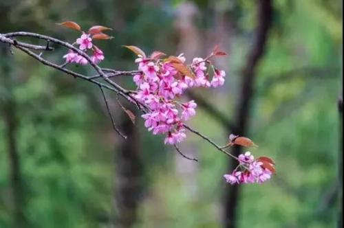 微信图片_20181120154734 微信图片_20181120154734