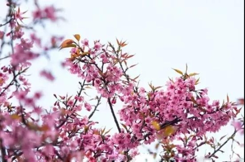 微信图片_20181120154743 微信图片_20181120154743