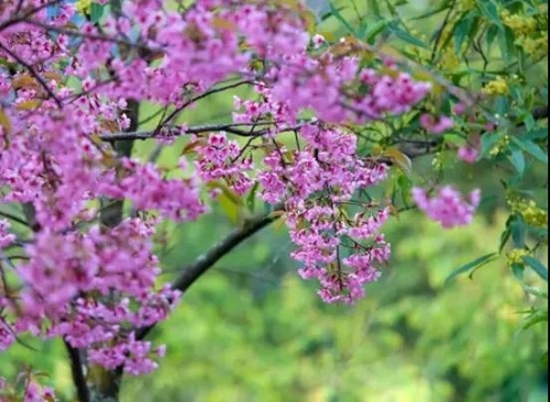 微信图片_20181120154736 微信图片_20181120154736