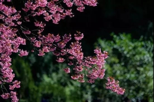 微信图片_20181120154740 微信图片_20181120154740