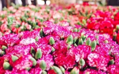 微信图片_20181120154745 微信图片_20181120154745