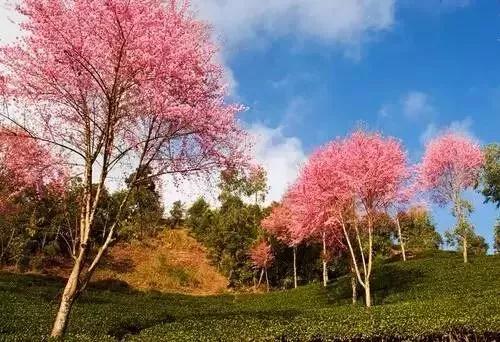 微信图片_20181120154757 微信图片_20181120154757