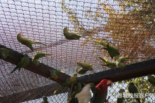 昆明森林公安破获特大危害野生动物案件