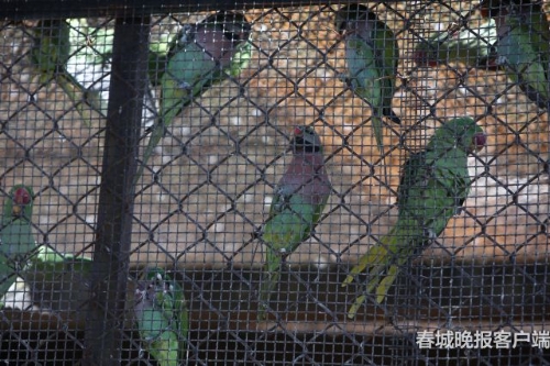 昆明森林公安破获特大危害野生动物案件