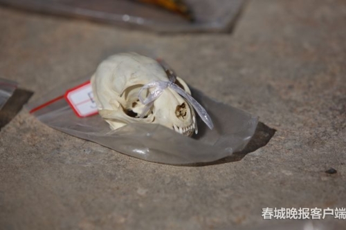 昆明森林公安破获特大危害野生动物案件