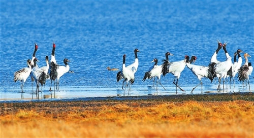 2018112501_res15_attpic_brief 2018112501_res15_attpic_brief