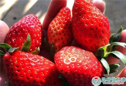 富民县冬草莓陆续进入采摘期。供图。 富民县冬草莓陆续进入采摘期。供图。