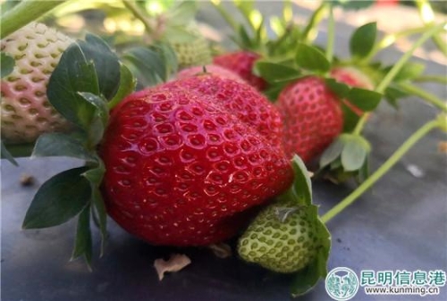 一颗颗鲜红的草莓引得市民争相采摘。供图。 一颗颗鲜红的草莓引得市民争相采摘。供图。