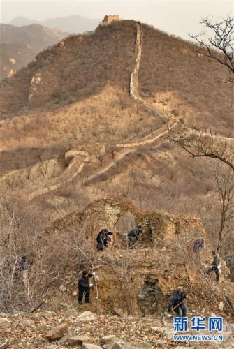 11月27日,村民在延庆区大庄科乡境内的一段古长城清理杂草和树木。 新华社记者 李欣 摄 11月27日,村民在延庆区大庄科乡境内的一段古长城清理杂草和树木。 新华社记者 李欣 摄