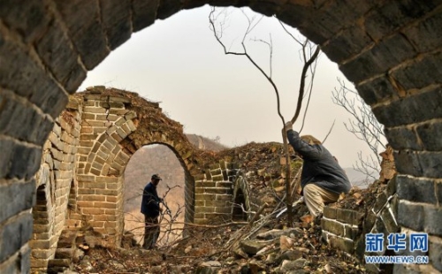 11月27日,延庆区大庄科乡香屯村村民在清理古长城上的杂草和树木。 11月27日,延庆区大庄科乡香屯村村民在清理古长城上的杂草和树木。