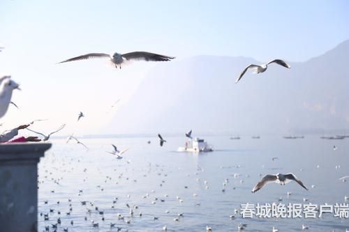 海鸥背上“GPS小书包” 春城晚报记者 王宇衡 摄2