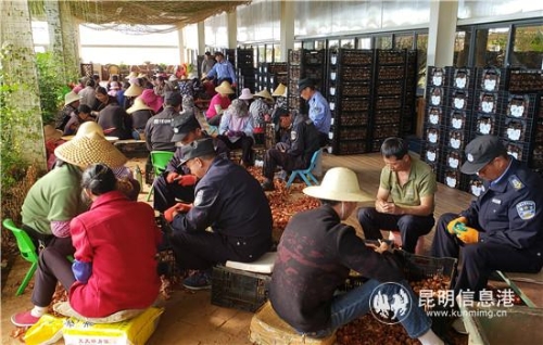 分捡种球。_副本