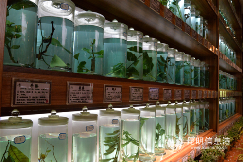 杏林大观园内的滇南本草馆。记者俞逍 摄