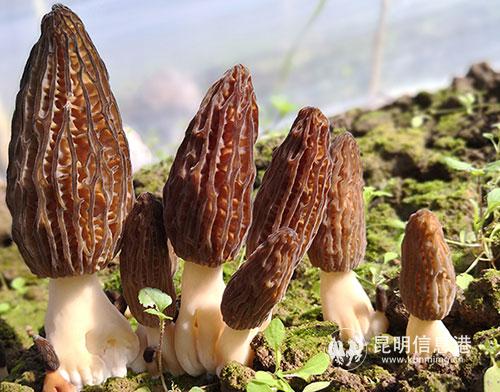图3：“冷棚”羊肚菌-(1)