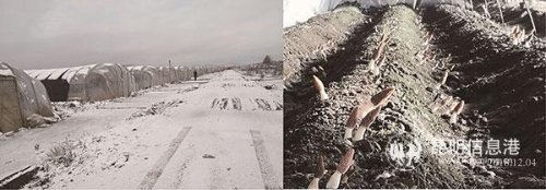 图2：“棚中棚”式冷棚