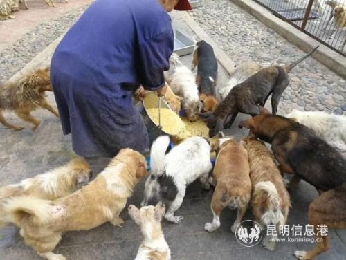 亿心流浪动物家园