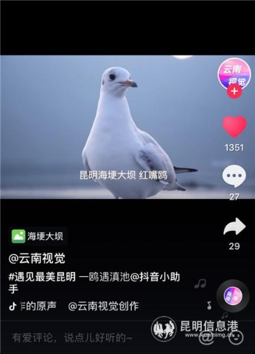 红嘴鸥创意短视频挑战赛投稿作品