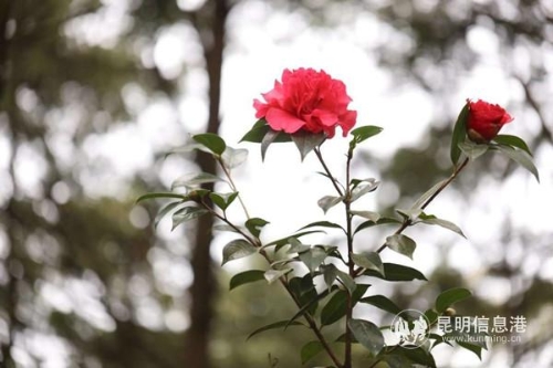 mmexport1546345984131