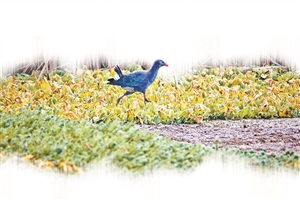 2019010306_res08_attpic_icon