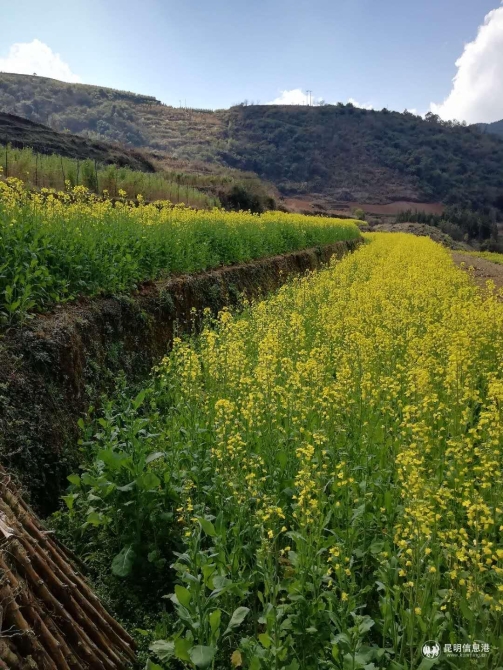 彝乡花海2