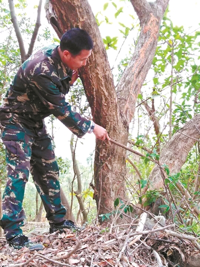 【新春走基层】他们,守护中国最美林场