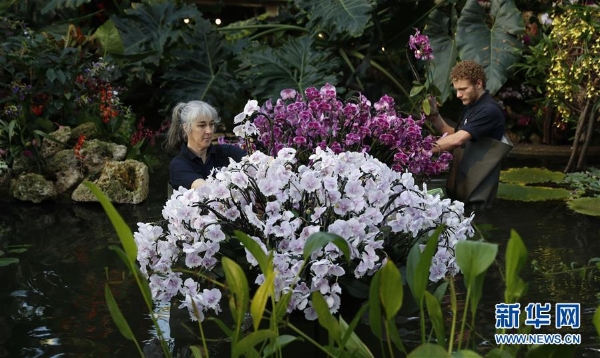 2月7日,在英国伦敦,工作人员为兰花展进行准备。 2月7日,在英国伦敦,工作人员为兰花展进行准备。