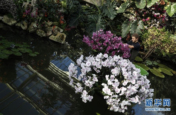 2月7日,在英国伦敦,工作人员为兰花展进行准备。2 2月7日,在英国伦敦,工作人员为兰花展进行准备。2
