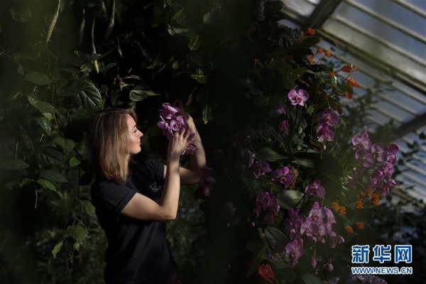 2月7日,在英国伦敦,工作人员为兰花展进行准备。3 2月7日,在英国伦敦,工作人员为兰花展进行准备。3