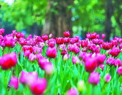 花动南国春色——我国南方地区早春美丽景象掠影 花动南国春色——我国南方地区早春美丽景象掠影