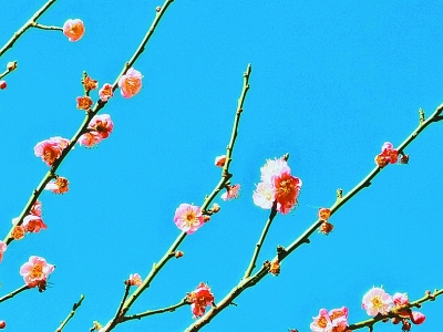 花动南国春色——我国南方地区早春美丽景象掠影 花动南国春色——我国南方地区早春美丽景象掠影