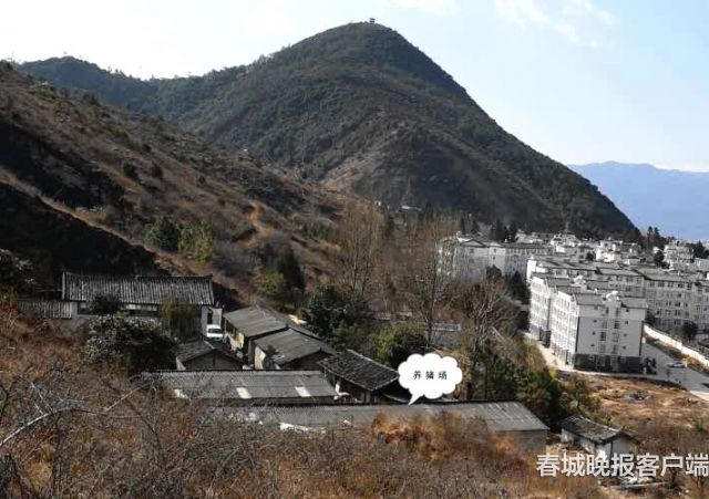 市民报料:丽江清溪水源二级保护区现养猪场 (4)