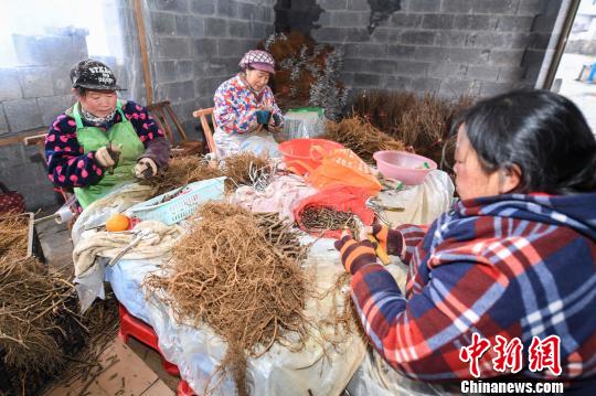 “女子嫁接队”一些队员正在嫁接红心猕猴桃苗木。 杨华峰 摄 “女子嫁接队”一些队员正在嫁接红心猕猴桃苗木。 杨华峰 摄