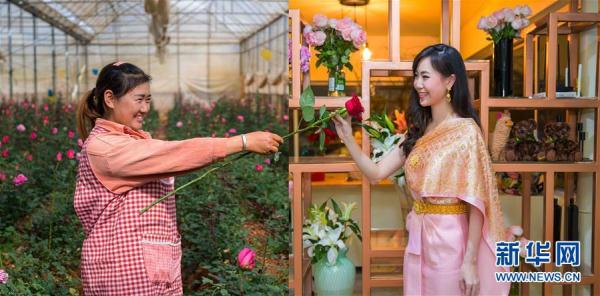 从云南田间到泰国花店——云南鲜花的南洋之旅 从云南田间到泰国花店——云南鲜花的南洋之旅