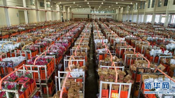 从云南田间到泰国花店——云南鲜花的南洋之旅 从云南田间到泰国花店——云南鲜花的南洋之旅