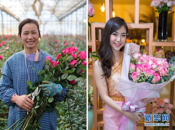 从云南田间到泰国花店——云南鲜花的南洋之旅 从云南田间到泰国花店——云南鲜花的南洋之旅