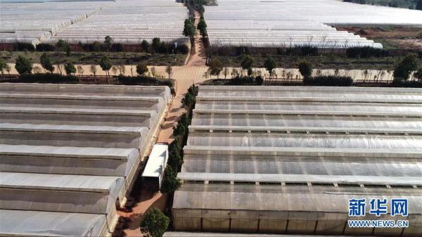 从云南田间到泰国花店——云南鲜花的南洋之旅 从云南田间到泰国花店——云南鲜花的南洋之旅