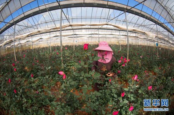 从云南田间到泰国花店——云南鲜花的南洋之旅 从云南田间到泰国花店——云南鲜花的南洋之旅