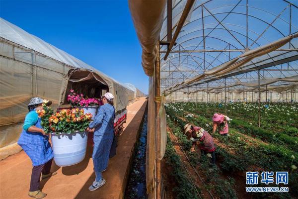 从云南田间到泰国花店——云南鲜花的南洋之旅 从云南田间到泰国花店——云南鲜花的南洋之旅