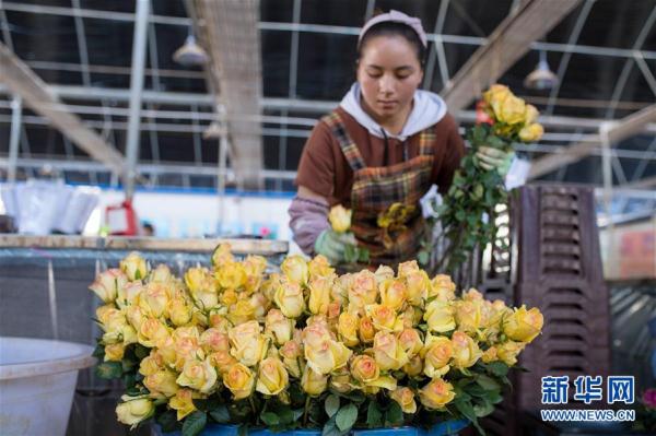 从云南田间到泰国花店——云南鲜花的南洋之旅 从云南田间到泰国花店——云南鲜花的南洋之旅