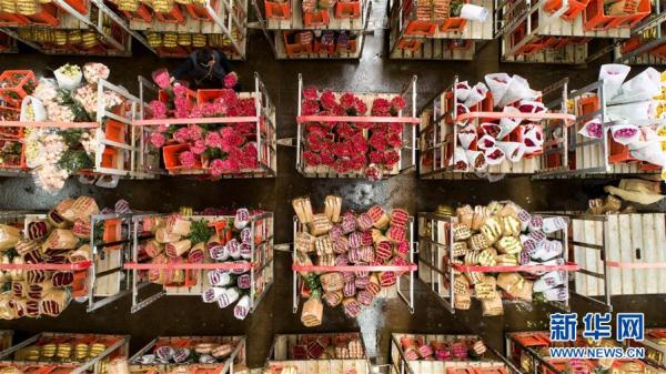 从云南田间到泰国花店——云南鲜花的南洋之旅 从云南田间到泰国花店——云南鲜花的南洋之旅