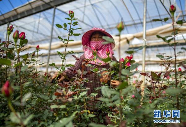 从云南田间到泰国花店——云南鲜花的南洋之旅 从云南田间到泰国花店——云南鲜花的南洋之旅