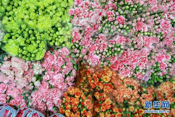 从云南田间到泰国花店——云南鲜花的南洋之旅 从云南田间到泰国花店——云南鲜花的南洋之旅