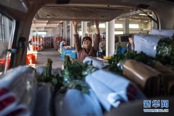 从云南田间到泰国花店——云南鲜花的南洋之旅 从云南田间到泰国花店——云南鲜花的南洋之旅