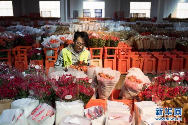 从云南田间到泰国花店——云南鲜花的南洋之旅 从云南田间到泰国花店——云南鲜花的南洋之旅