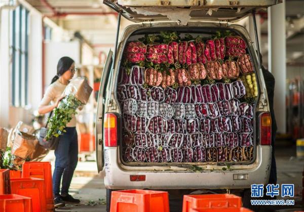 从云南田间到泰国花店——云南鲜花的南洋之旅 从云南田间到泰国花店——云南鲜花的南洋之旅