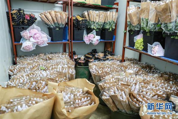 从云南田间到泰国花店——云南鲜花的南洋之旅 从云南田间到泰国花店——云南鲜花的南洋之旅