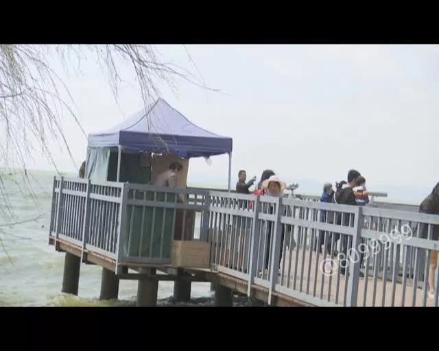 老板留下鸥粮供游客投喂1